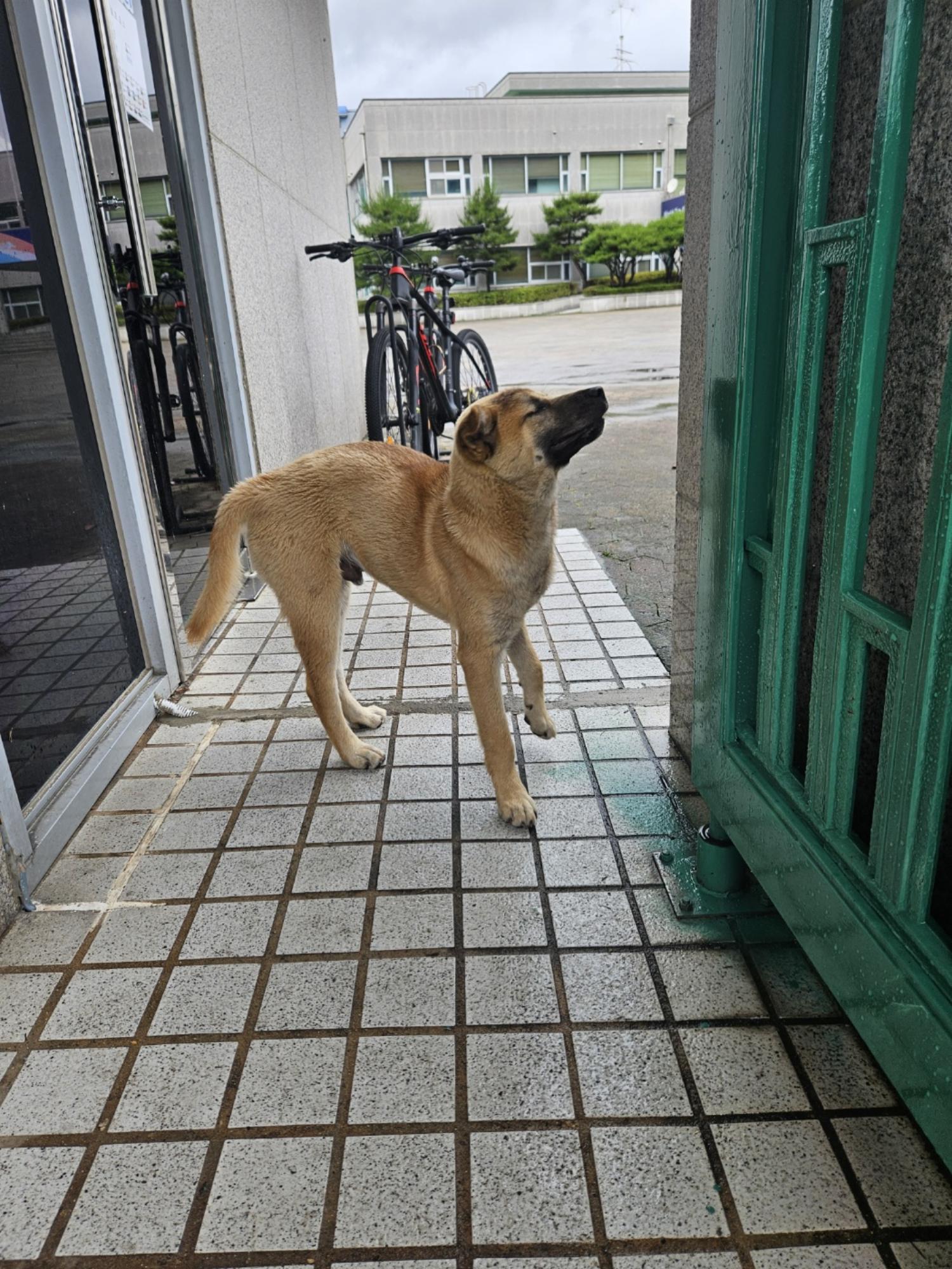 진안군유기동물보호소_445473202400453
